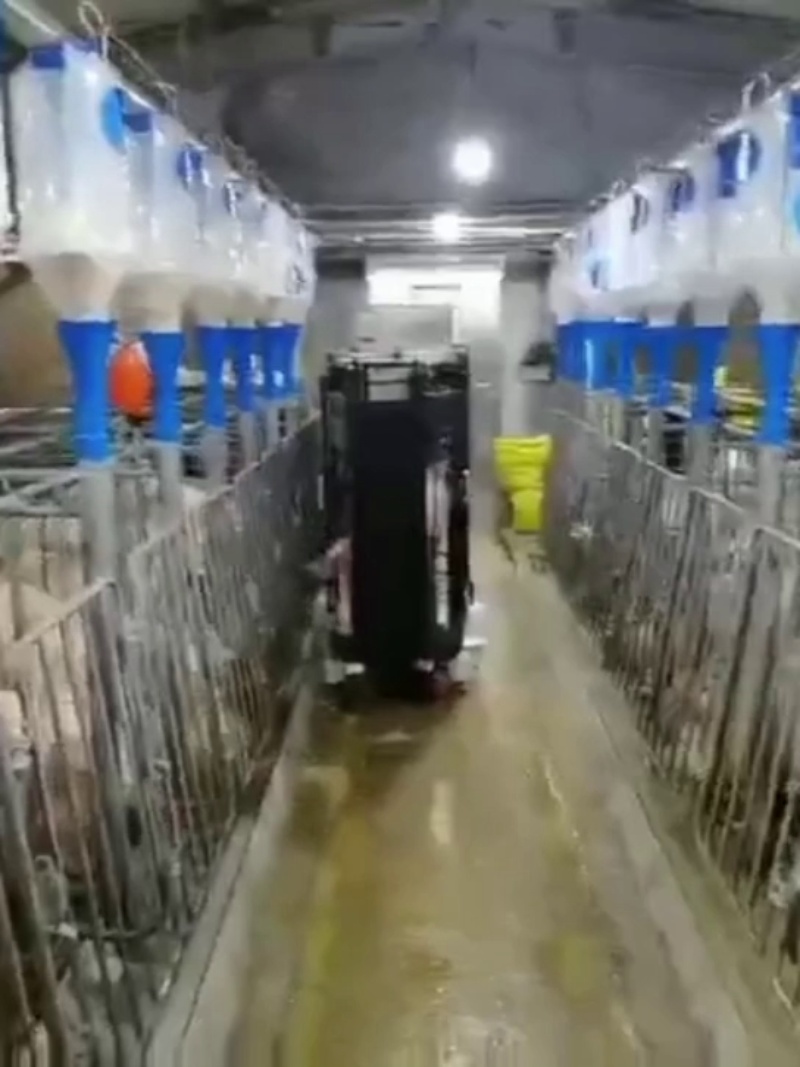 Chariot de détection des chaleurs porcines