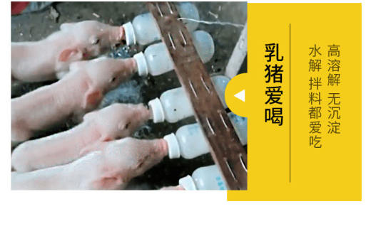 小猪奶粉详_08