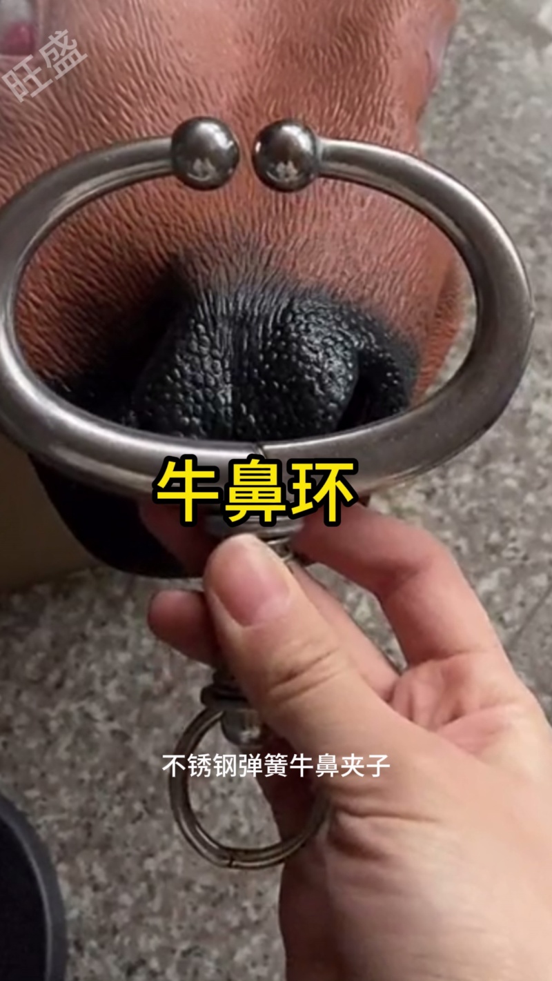 Vòng đeo mũi bò