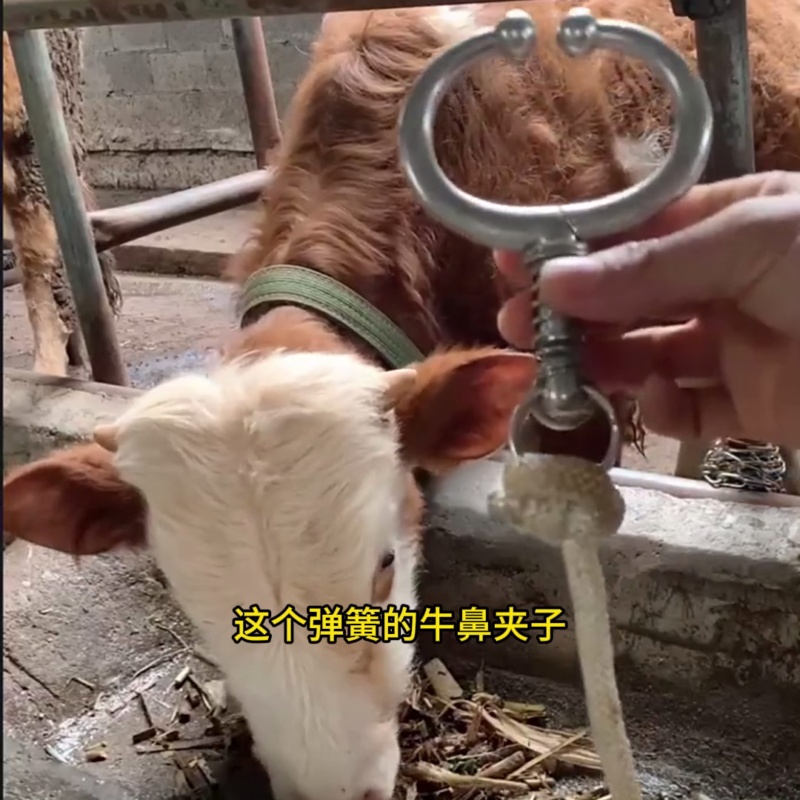 Vòng đeo mũi bò