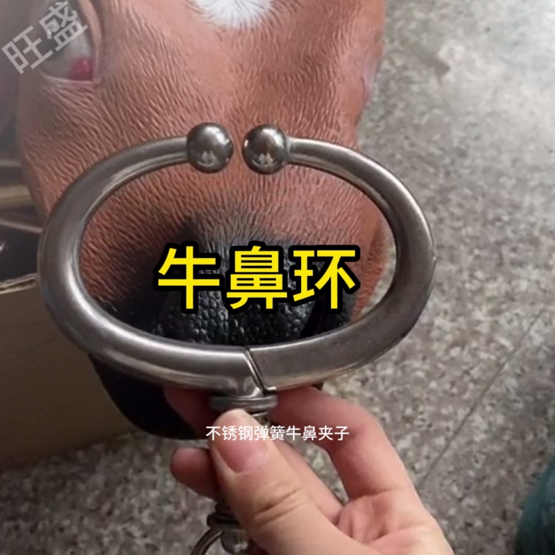 Vòng đeo mũi bò