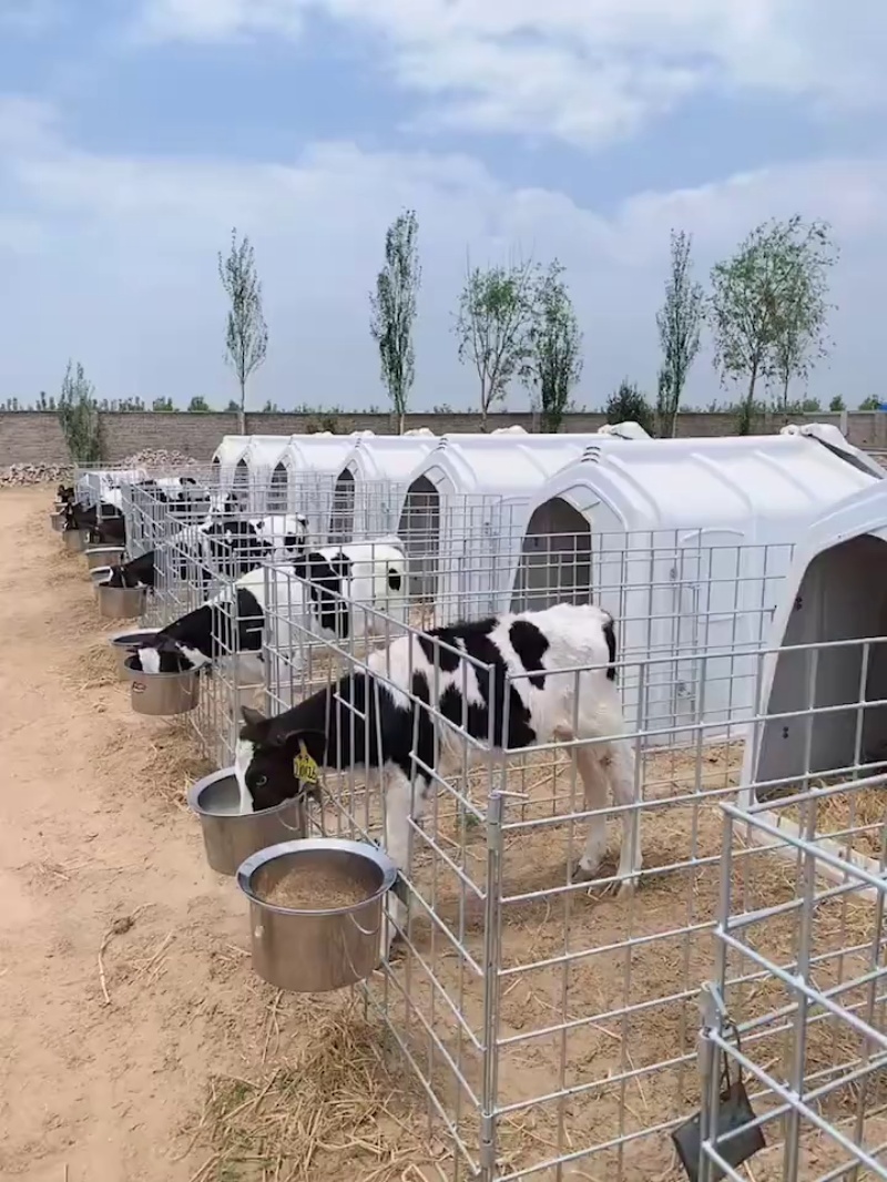 काउ द्वीप वर्षा कवर।
