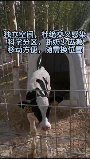 20250419犊牛岛毅牧-封面