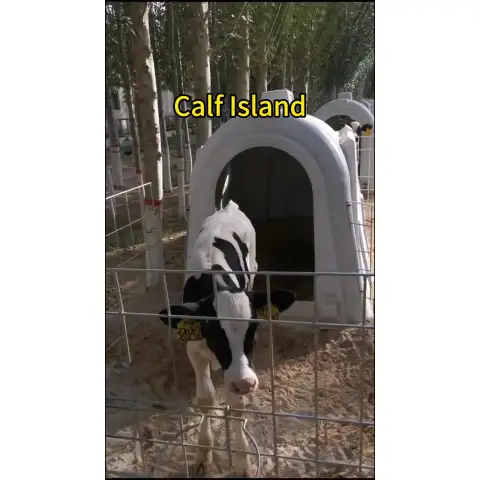 Okna na wyspie Calf