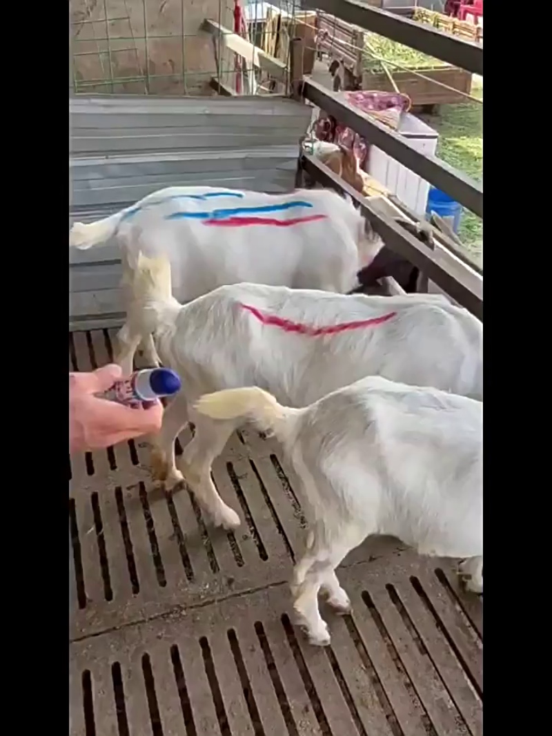 Marqueur pour bétail
