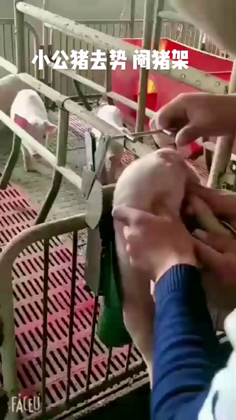 TikVideo.App_7125232304296824064