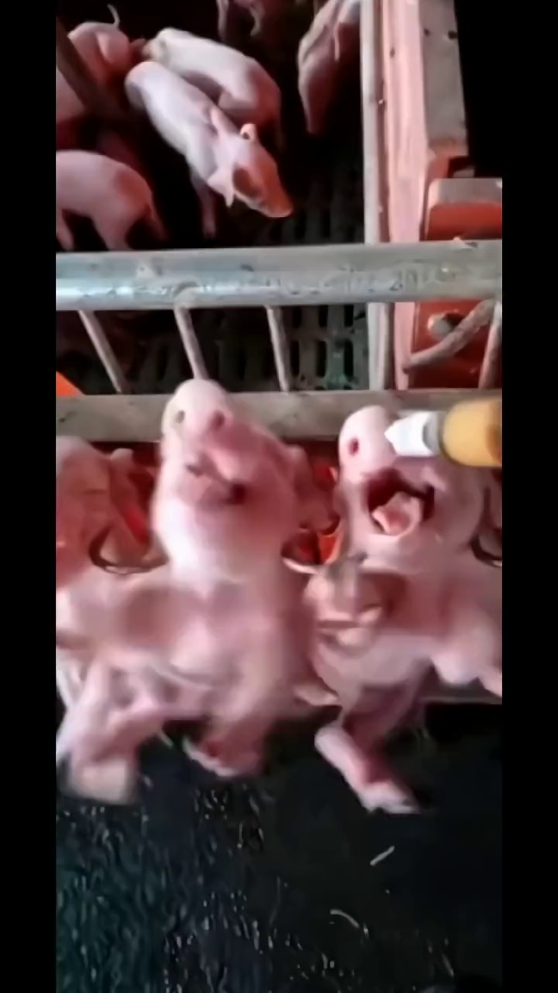 TikVideo.App_7174696363609918772