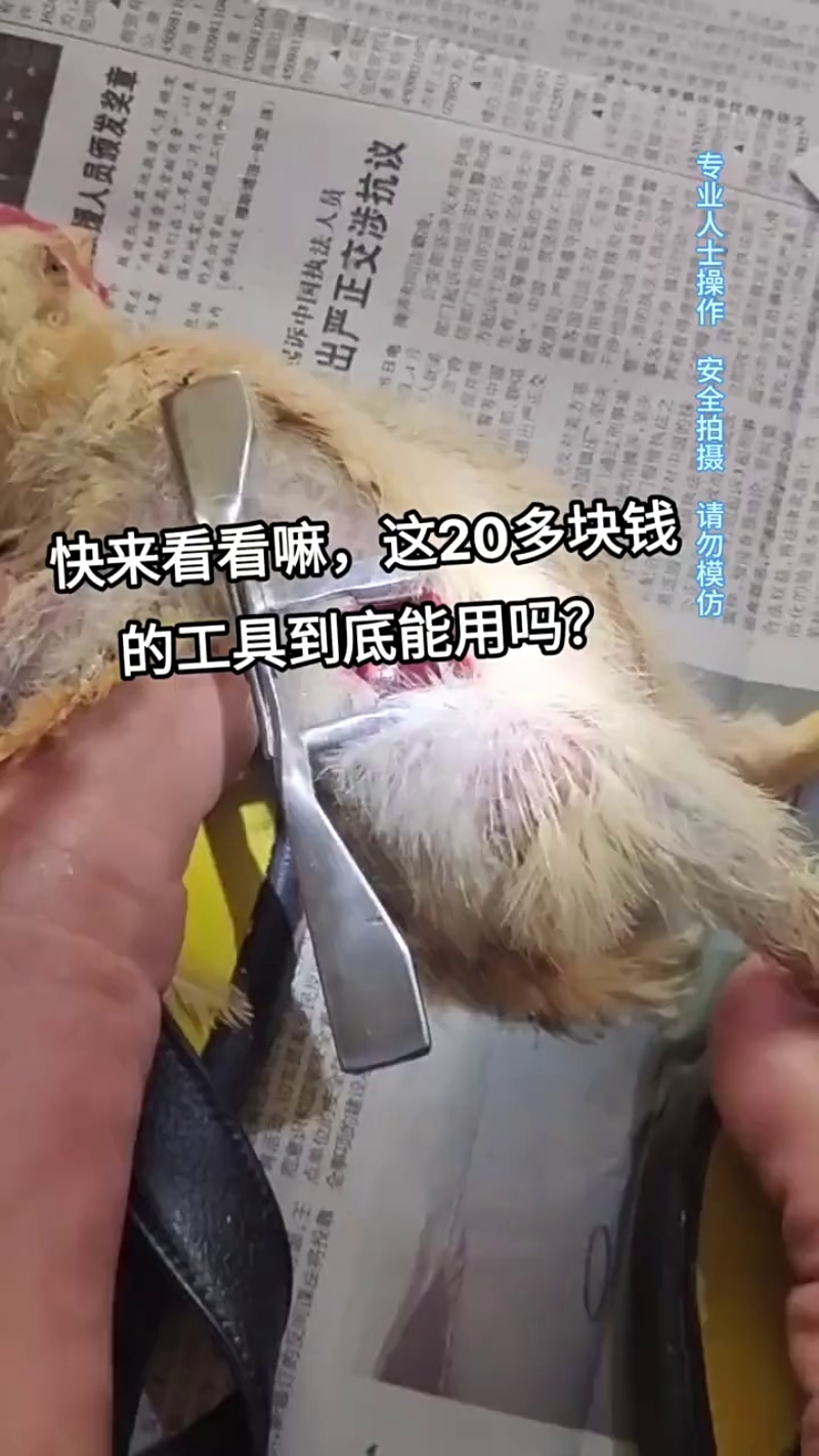 Les poulets utilisent des outils de castration