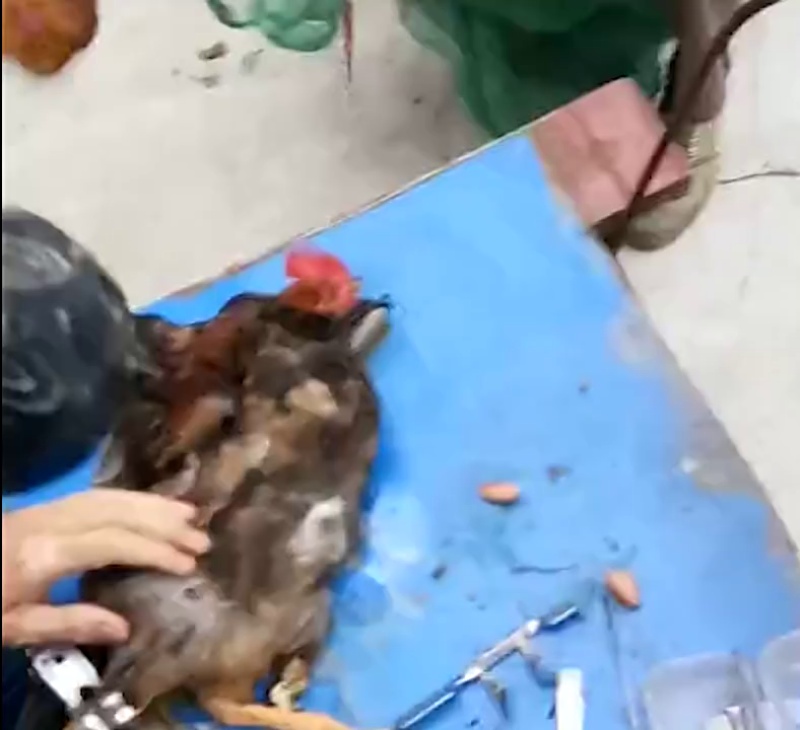 Les poulets utilisent des outils de castration