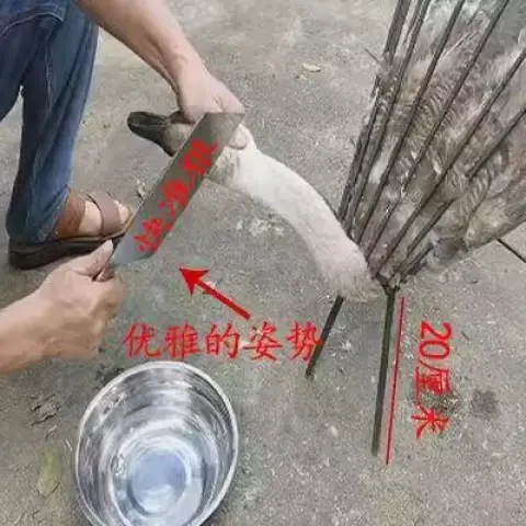 ذبح الدجاج