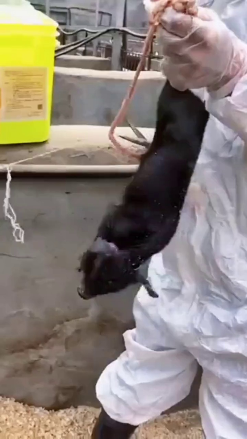 TikVideo.App_7142439439288028416