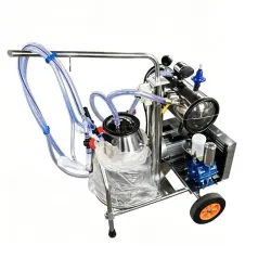 A milker can with a sheep.