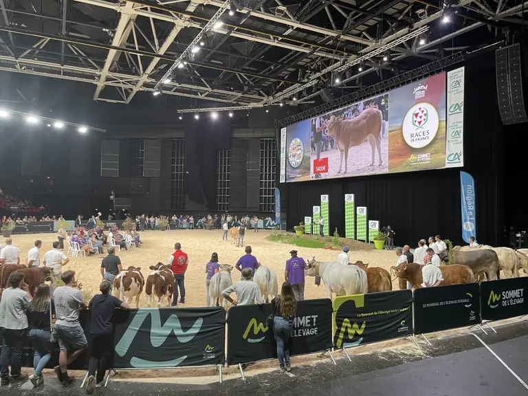 Sommet de l’élevage 2026 : La vente aux enchères « races de France sélection » fait rayonner la génétique bovine allaitante française — Illustration 1