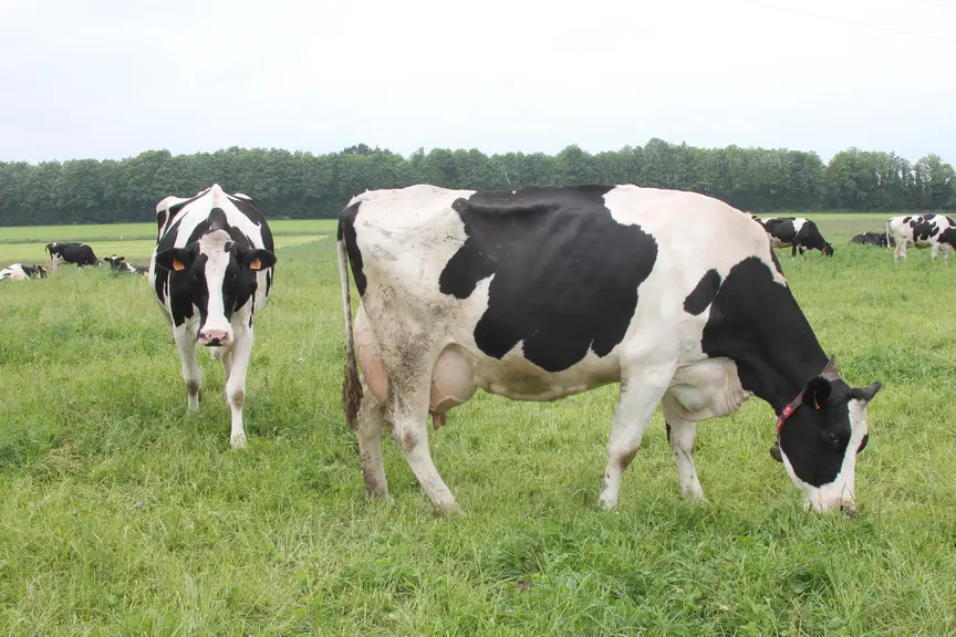 遗传:Gènes Diffusion推出全新的prim’Holstein指数 — 插图 1