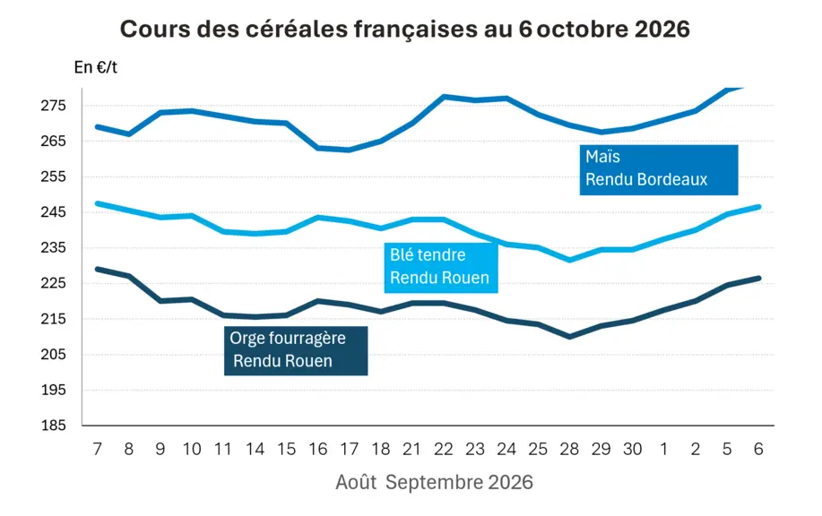 COTidienne
Grain market on 6 October 2026: Export difficulties in the Black Sea and the unexpected decline in US maize crop conditions are driving grain prices higher — Illustration 1