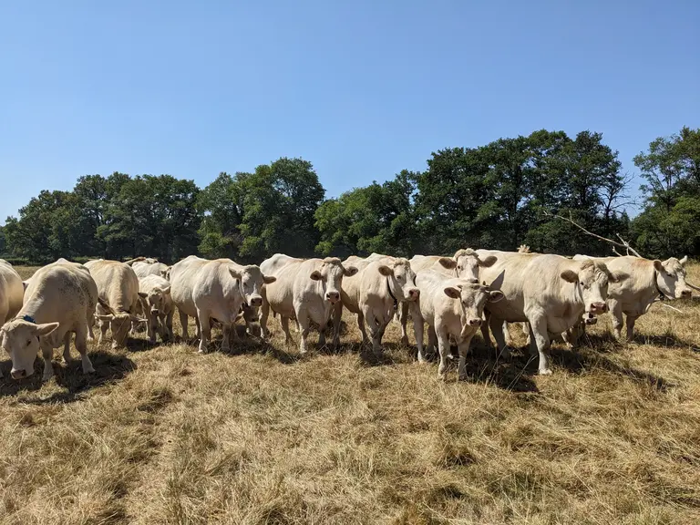 Bovins Viande : un surcoût lié à la sécheresse évalué entre 300 et 400 € par UGB sur des cas-types d’élevages charolais — Illustration 1