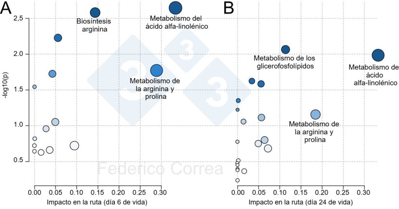 Figura 1. Rutas metab&oacute;licas del calostro asociadas a la supervivencia de los lechones durante el periodo de lactaci&oacute;n. Las figuras muestran las principales rutas metab&oacute;licas del calostro asociadas con la supervivencia de los lechones al d&iacute;a 6 (A) y 24 (B). El tama&ntilde;