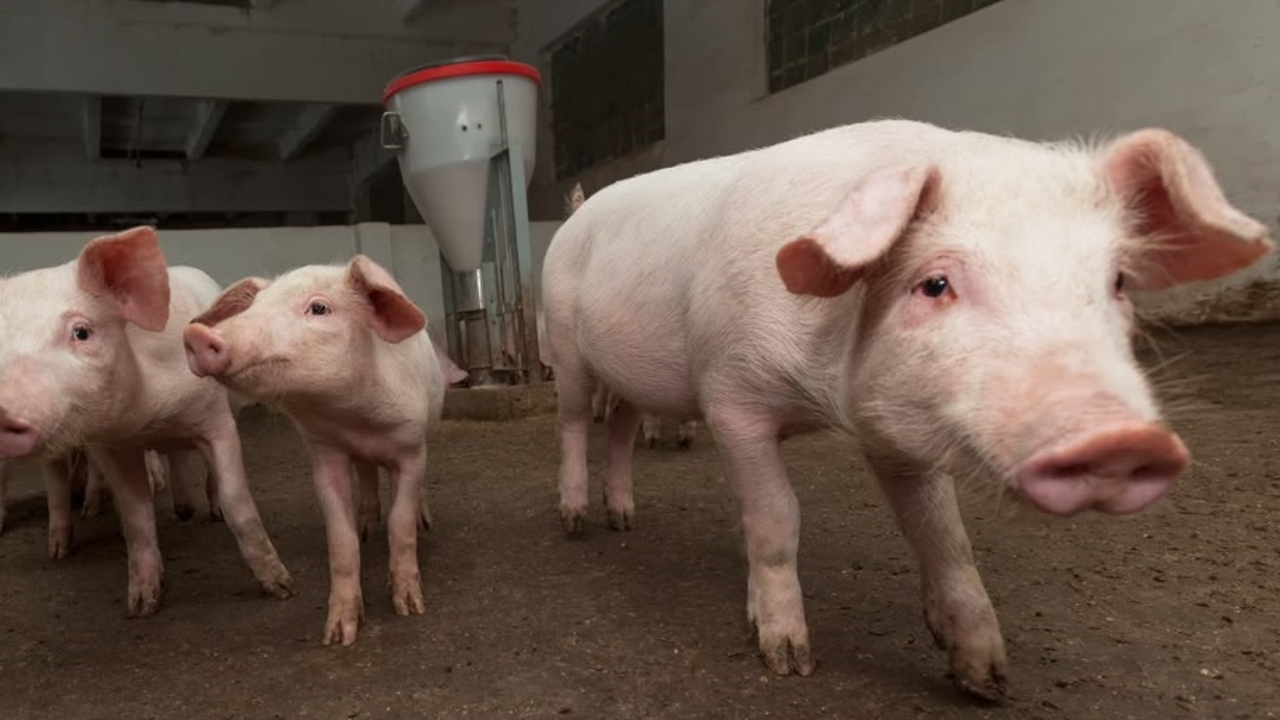 哥伦比亚进军亚洲:菲律宾批准猪肉和牛肉卫生证书 — 插图 1