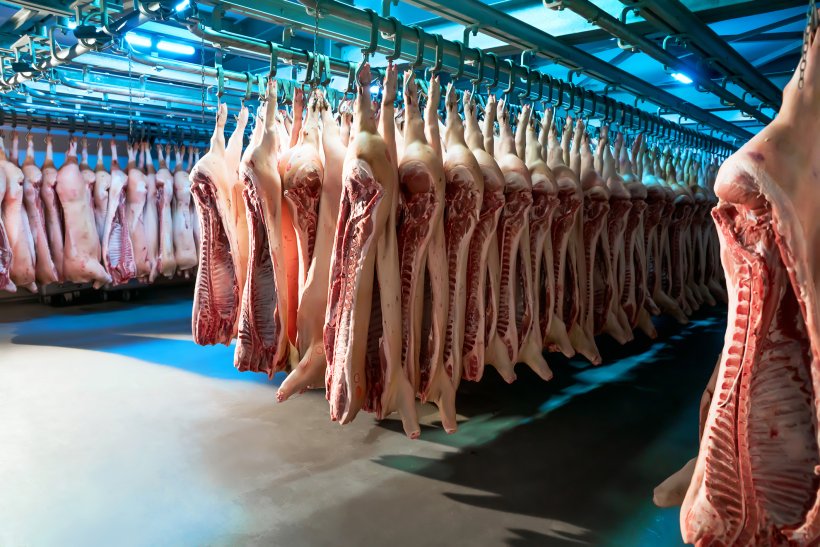 供应量增加和重量上升导致生猪报价大幅下跌 — 插图 1