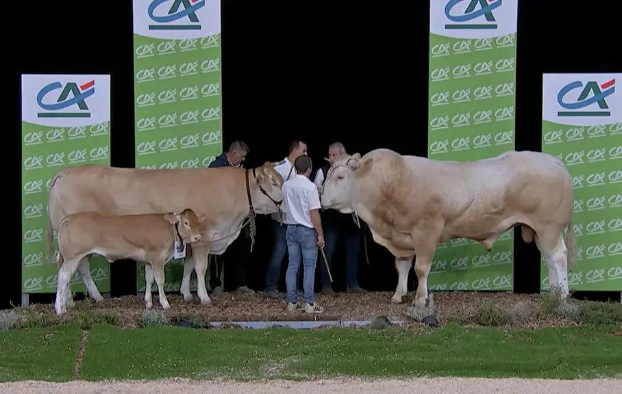 Sommet de l’élevage 2026 : Retrouvez les champions des races bovines allaitantes — Illustration 1