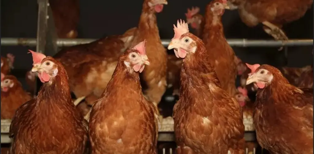 Prix des poules pondeuses et de reproduction – Cotation réalisée le 11 octobre 2026 — Illustration 1