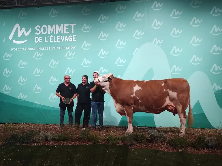 Tinette championne du concours simmental