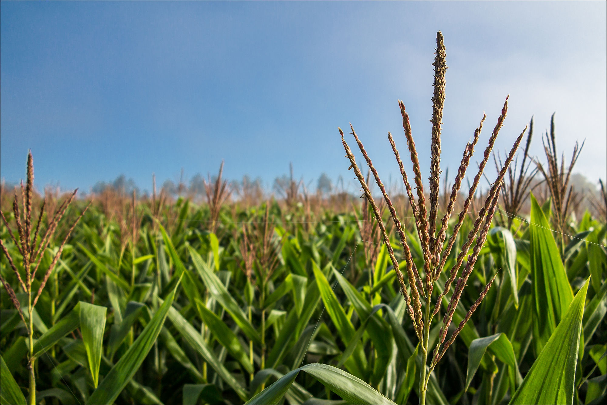 Many claims about water savings in maize and wheat are insufficiently substantiated — Illustration 1