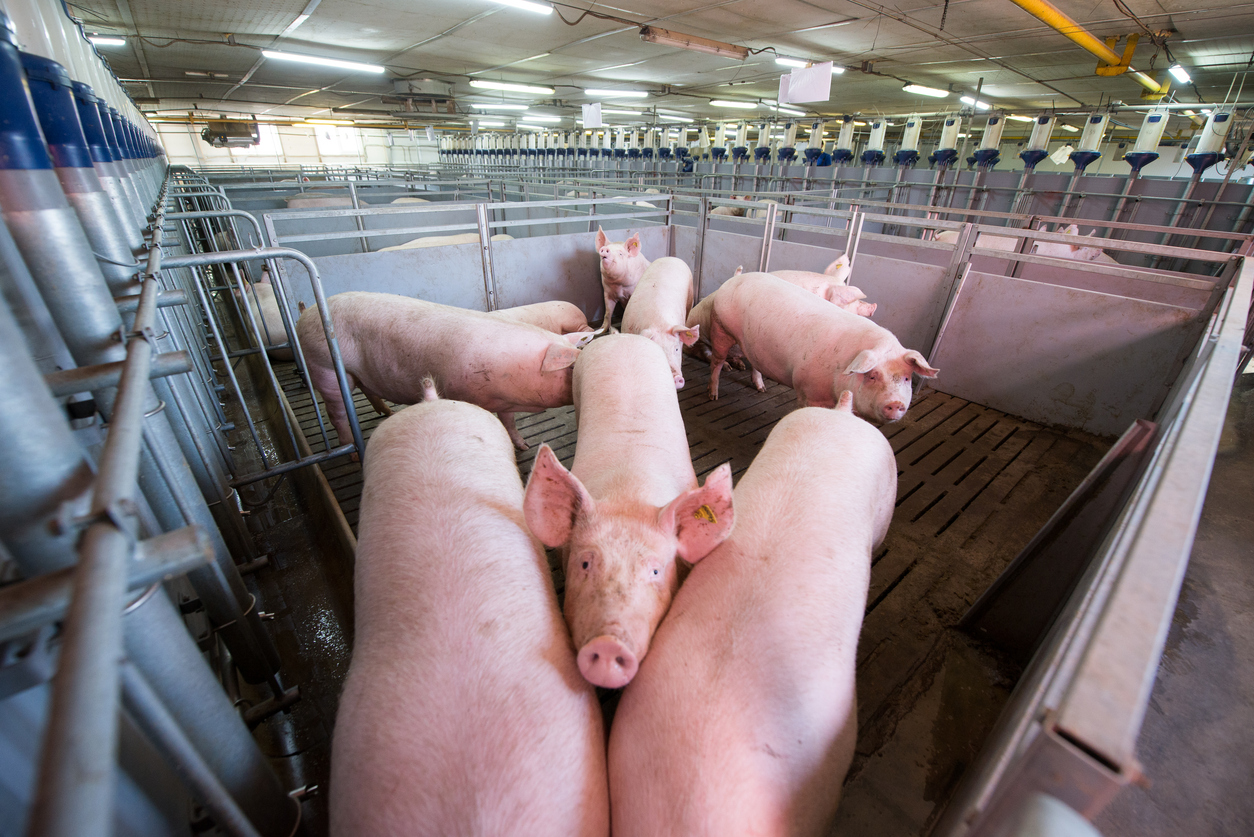 Chequia quer aumentar autossuficiência em carne de porco — Illustration 1