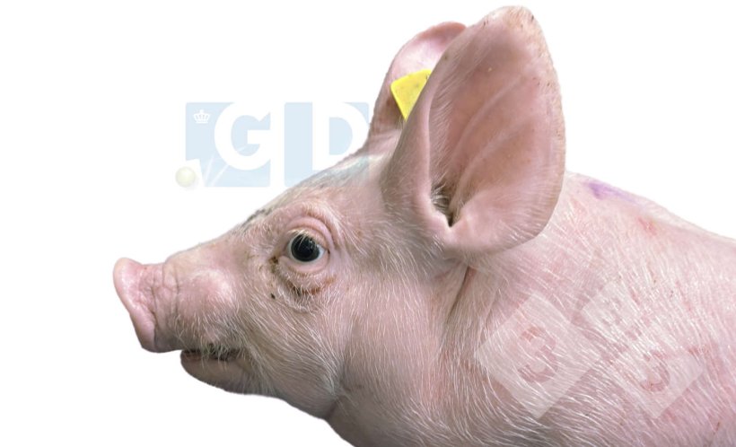 Fot. 1. Czterotygodniowe prosię z objawami choroby: wytrzeszczem oczu i zezem, obrzękiem w okolicy szyi oraz pozornym skr&oacute;ceniem żuchwy. Na sk&oacute;rze klatki piersiowej widoczne są zadrapania.
