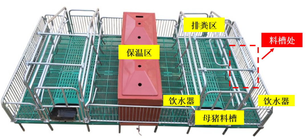 仔猪教槽怎么做？猪场管理中的关键步骤一次说清 — 插图 2