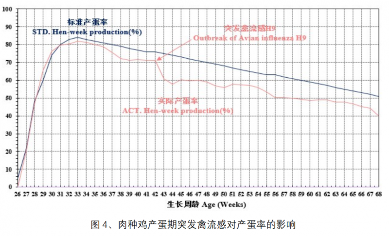 Broiler Breeder Chickens||Main Factors Affecting Egg Production Rate — Illustration 12