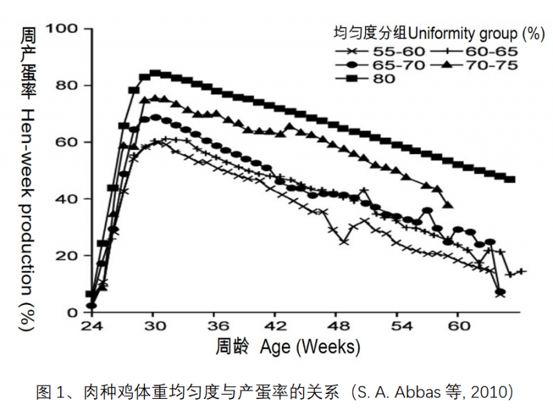 Broiler Breeder Chickens||Main Factors Affecting Egg Production Rate — Illustration 2