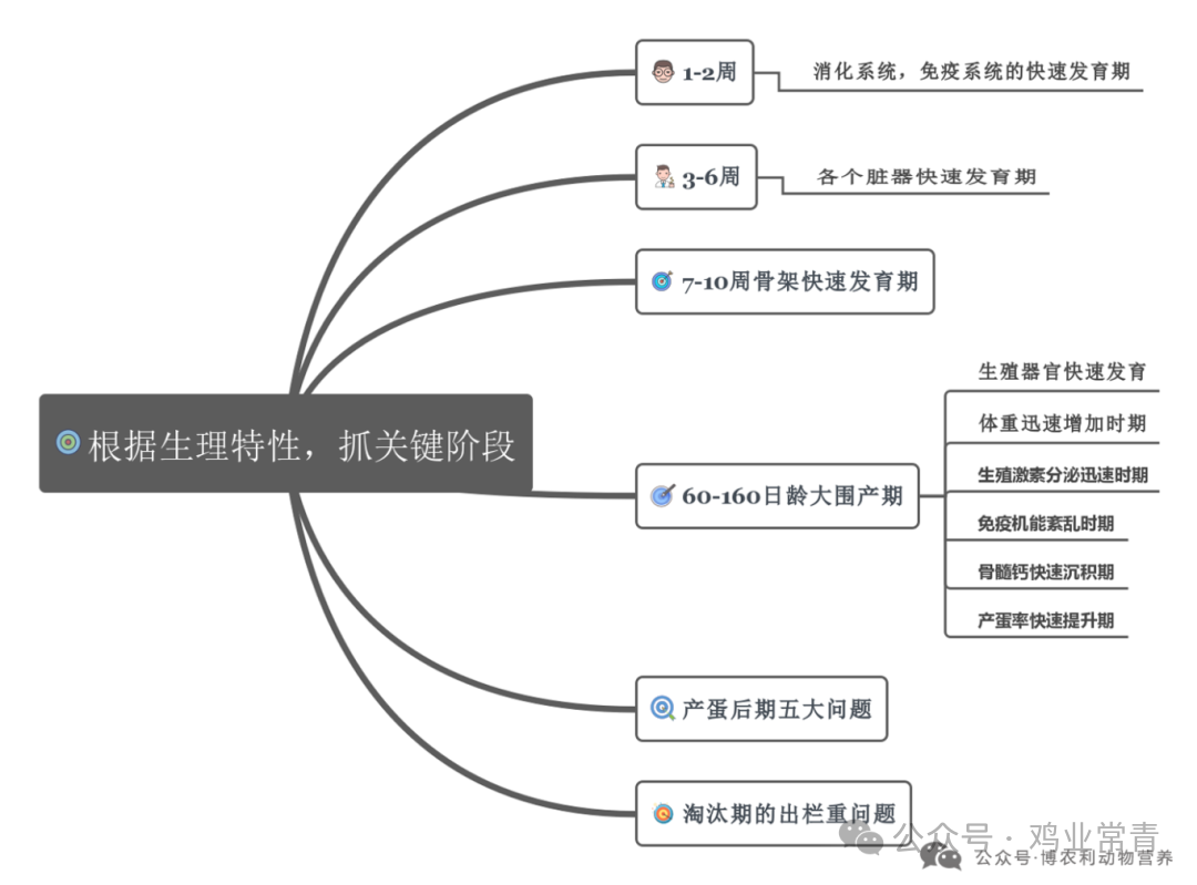 如何打造高产蛋鸡?记住这4个关键阶段的管理重点 — 插图 1