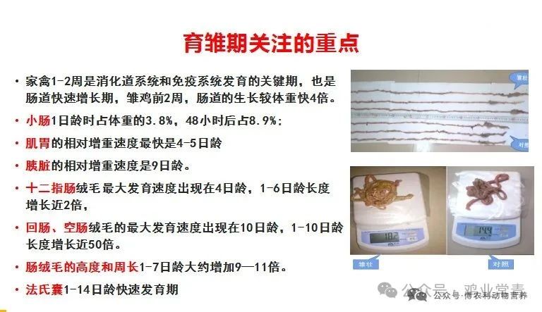 如何打造高产蛋鸡?记住这4个关键阶段的管理重点 — 插图 2