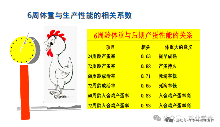 如何打造高产蛋鸡？记住这4个关键阶段的管理重点 — 插图 3