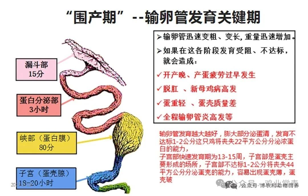 如何打造高产蛋鸡?记住这4个关键阶段的管理重点 — 插图 4