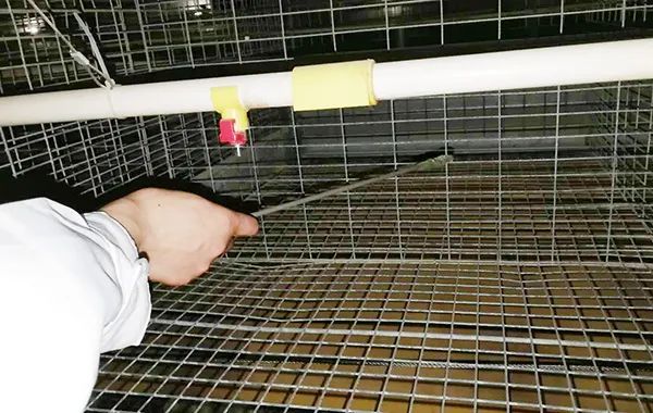 Successful Poultry Farming Starts with Chick Placement — Illustration 1