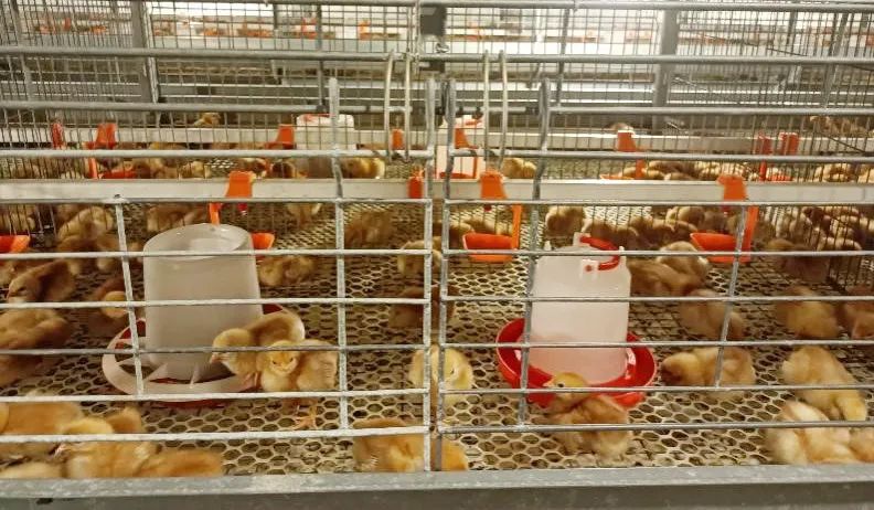 Successful Poultry Farming Starts with Chick Placement — Illustration 2