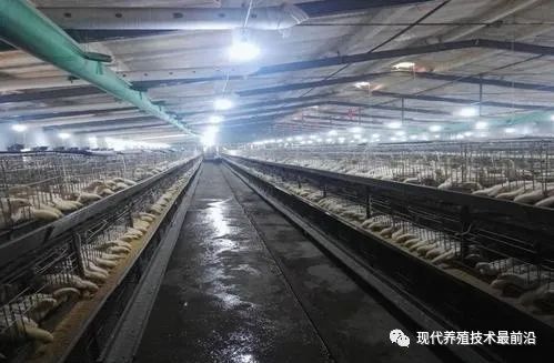 Key Points for Managing the Separation of Caged Chickens (Practical Application) — Illustration 2