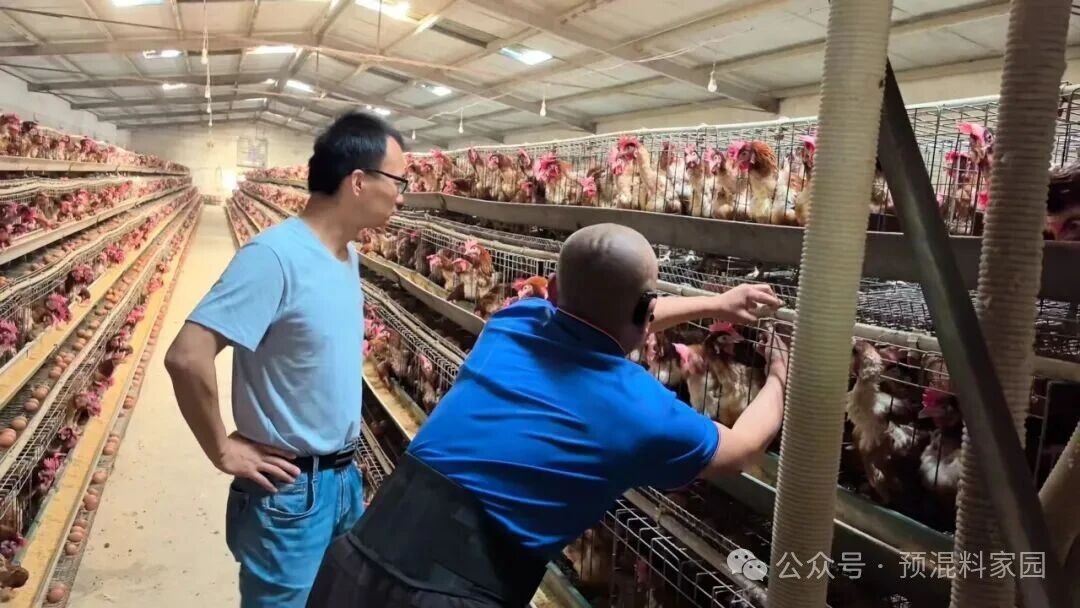 Preventive Measures and Management Considerations for Underweight Layer Pullets — Illustration 2