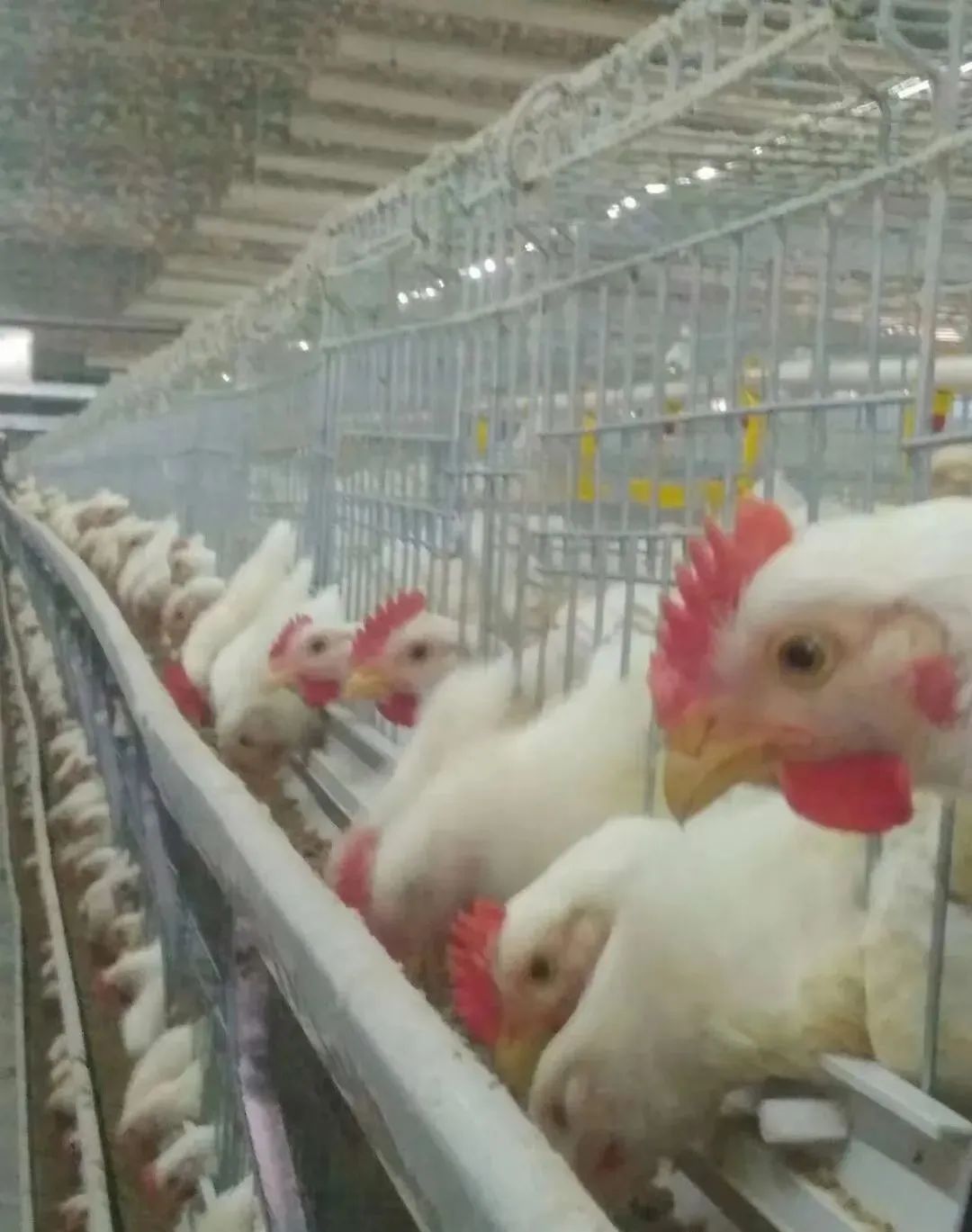 Analysis—Minimum Ventilation in Chicken Houses During Autumn and Winter — Illustration 3