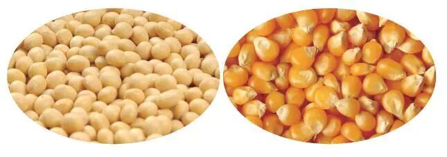 Strictly Control Feed Freshness to Safeguard Flock Health and Production Efficiency — Illustration 1