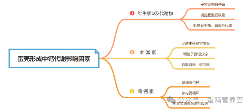 蛋壳形成的钙代谢机制及其影响因素 — 插图 2