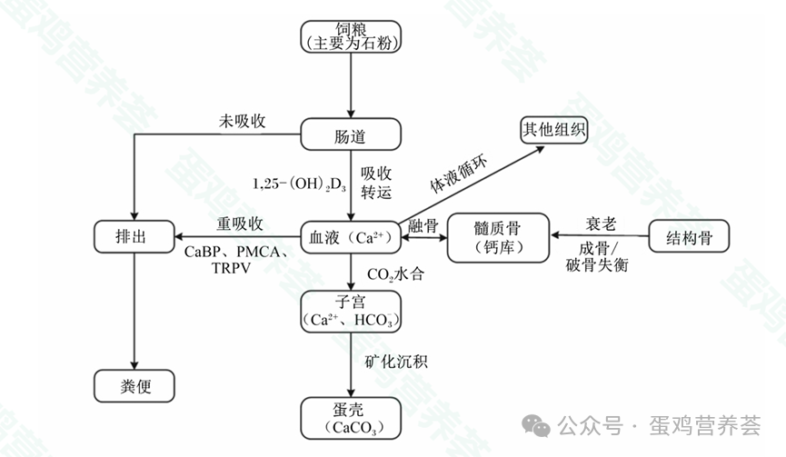 蛋壳形成的钙代谢机制及其影响因素 — 插图 1