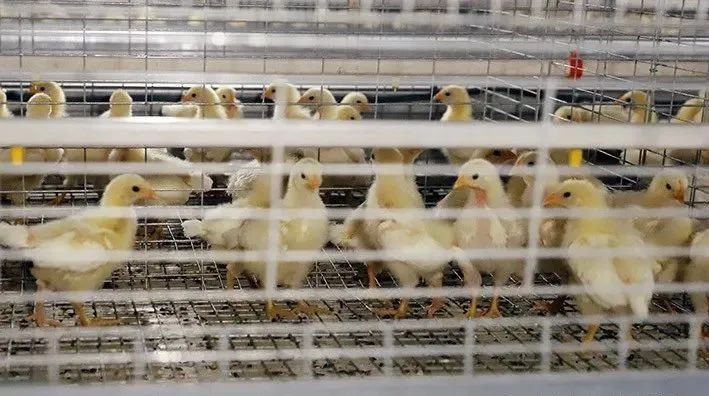 育雏育成期管理易遇到的问题,您需要了解的…… — 插图 2