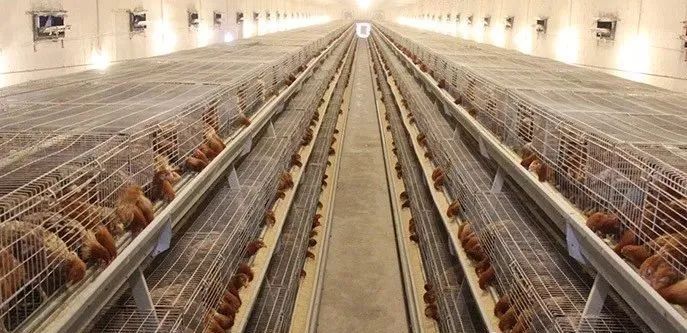 育雏育成期管理易遇到的问题,您需要了解的…… — 插图 4