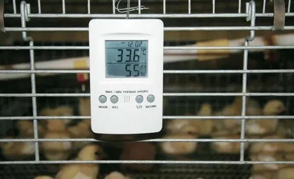 育雏育成期管理易遇到的问题,您需要了解的…… — 插图 1