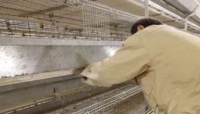 空舍期如何消毒如何管理空场地 — 插图 1