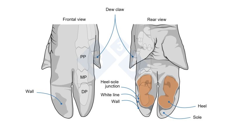 Frontal and rear pig foot views, showing the anatomical areas evaluated for each claw. Wall: the hard outer layer of each claw, can also be called the hoof horn. Heel: soft keratinized epidermis on the volar surface of the claw. Sole: the bottom portion of the claw, it is slightly softer than the wa