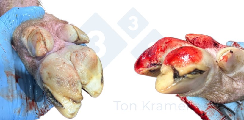 Left picture: White line lesion, severe; Right picture: White line lesion, severe; Vertical cracks 
